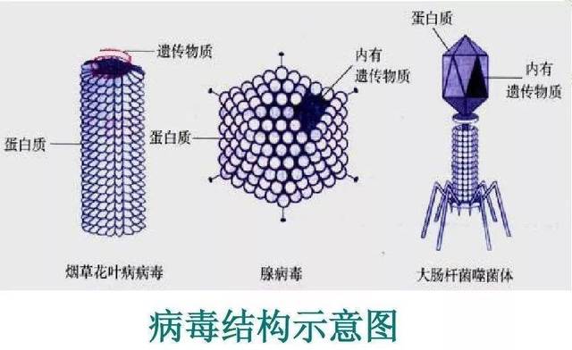 应对新型冠状病毒,这些初中生物知识不但用得上,弄不好还要考!