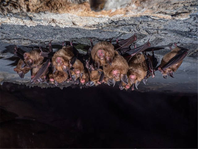 云南一山洞发现奇怪蝙蝠,携带140种致命病毒,有人用它来煲汤喝