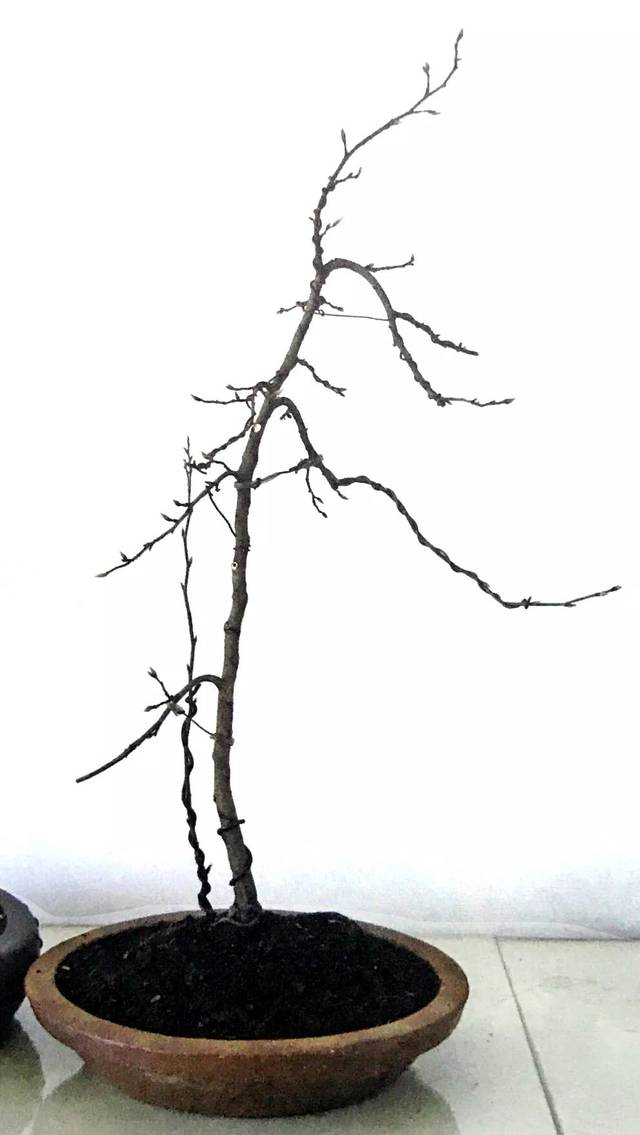 树龄:约10年 《秋意浓》的盆景植株素材取自一株金弹子的根部萌囊.