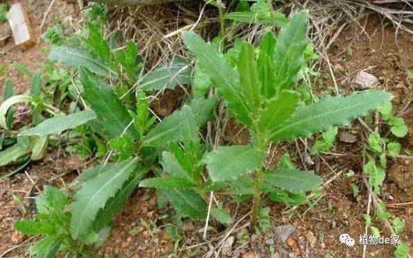 农村这4种"野菜",钙含量堪比钙片,若遇见,勿错过!