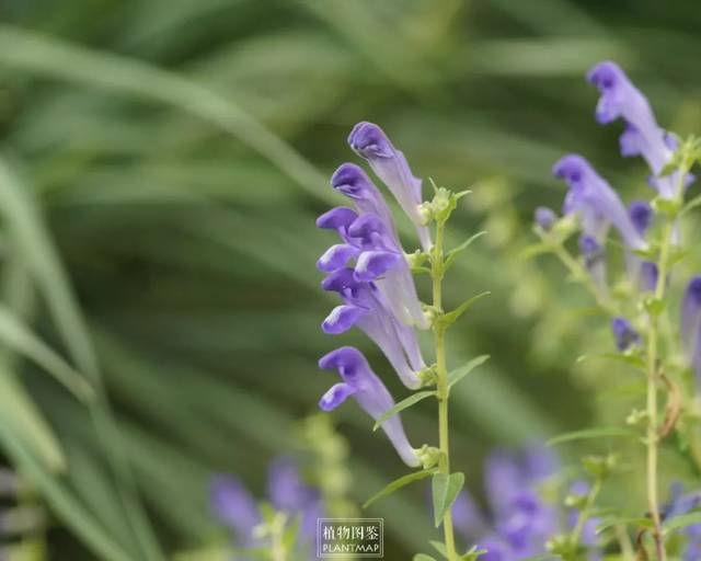 黄芩 但世界上黄芩属植物足有300余种,各地传统中医实际使用的