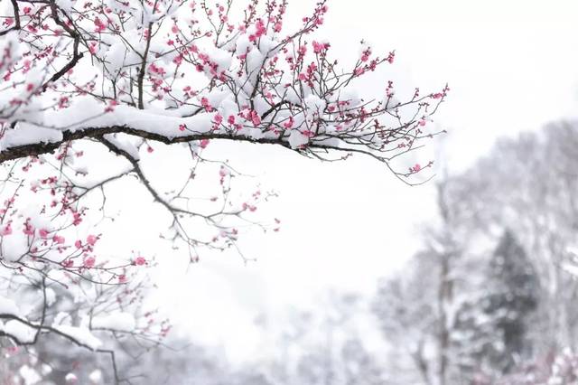 赏读| 傲雪凌霜待春来