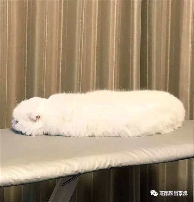 咕涌咕涌的猫猫虫.