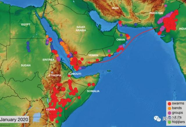 红海西南侧,埃塞俄比亚与索马里地区受到蝗群袭击.