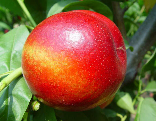 早熟品种:世纪之星油桃一号是临沂成鹏苗木最新选育的黄肉油桃新品种