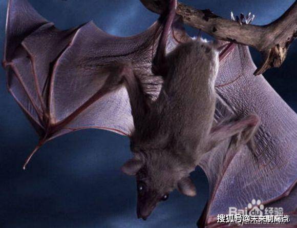 老鼠是蝙蝠的老祖宗?其实蝙蝠的前世今生在这里