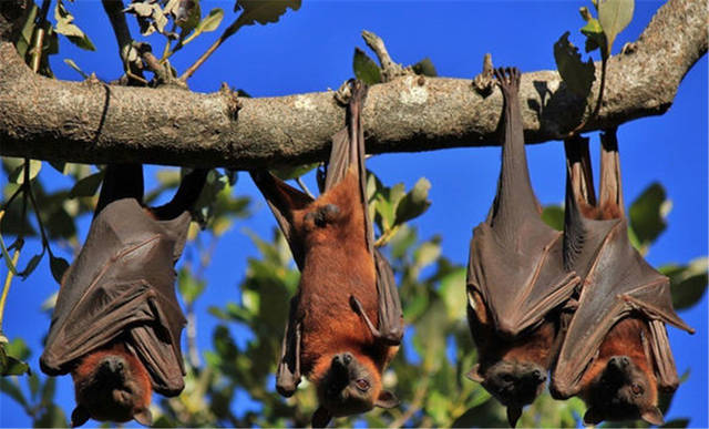 近70万逃难蝙蝠进城,最大展翅达1.5米,能一口咬断人类的脖子