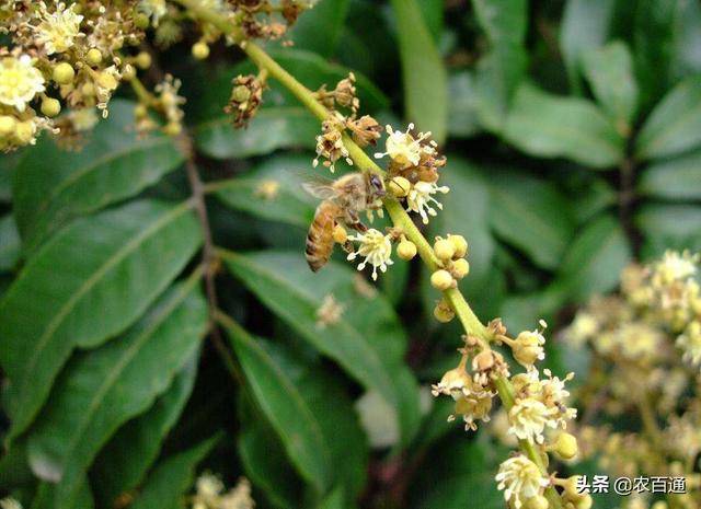 如何增加荔枝雌花比例,提高坐果率?看看这些方法