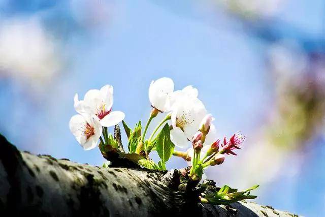 今日立春,万物复苏,春暖花开