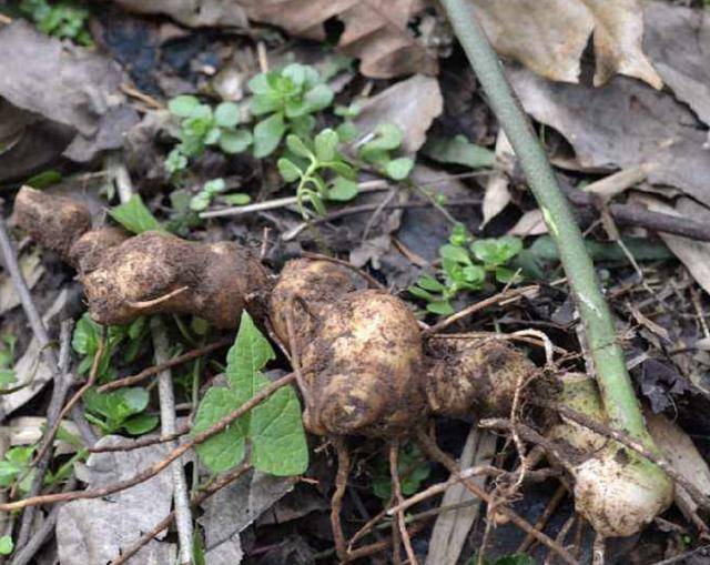 去山上,别踩到1种"野草",植株根茎值钱,被称为"老虎姜