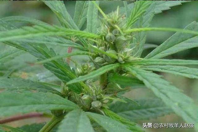 甘肃天水张家川有一种美食叫《麻子》体验过的人都忘不了