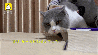 越南了: ▼ 譬如有的猫,被迫听起了清华博士的函数课; 康康这小猫咪