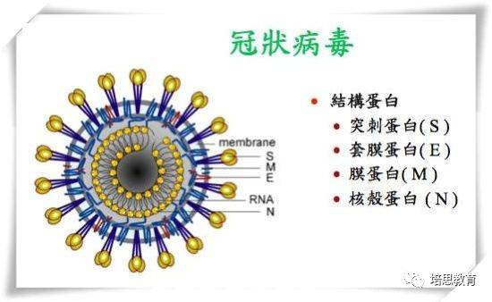 新型冠状病毒结合高中生物知识点汇总