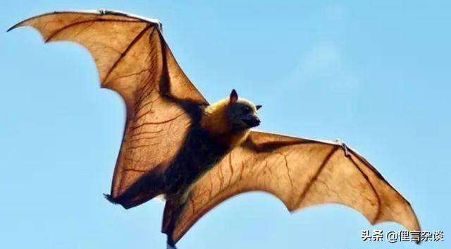 60万只蝙蝠"袭击澳大利亚",澳大利亚是否可能出现新的