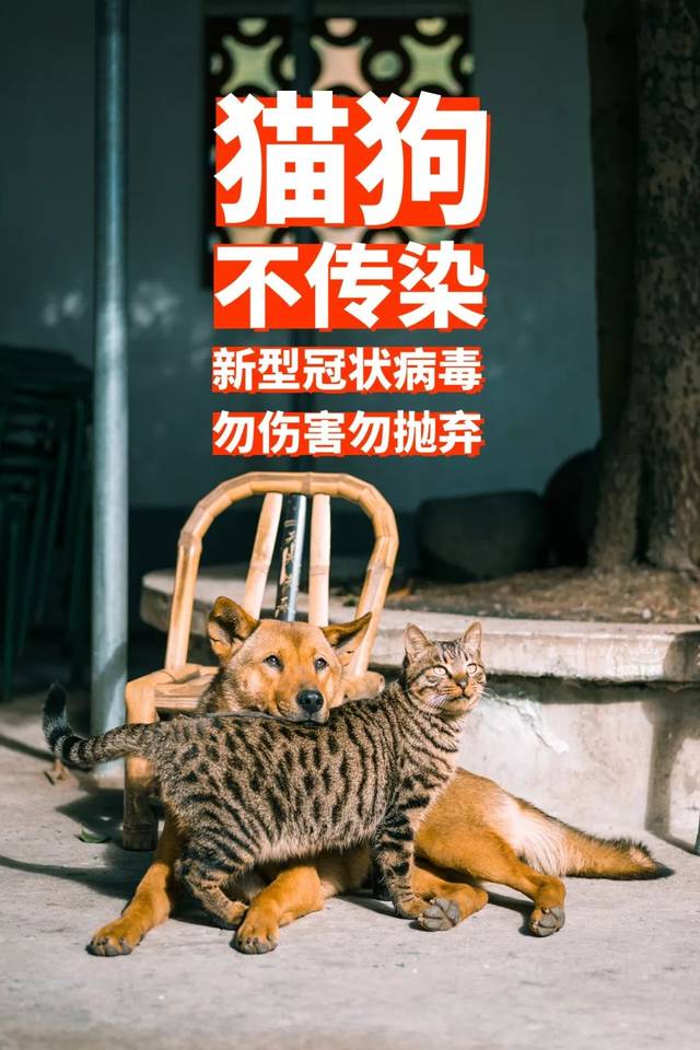 猫狗不传染新冠状病毒勿伤害勿抛弃