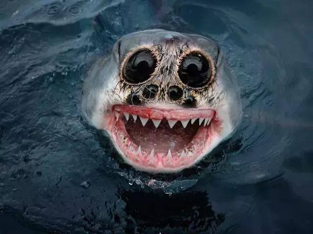 8,蜘蛛鲨鱼:眼睛怪吓人的