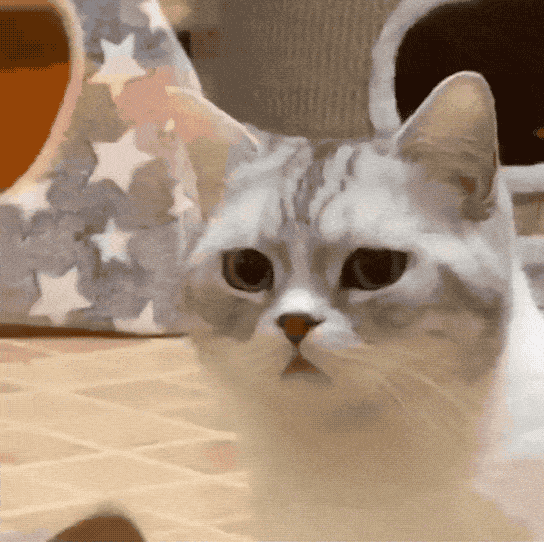 原来它就是你们表情包里的那只猫!