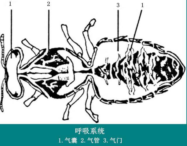 蜜蜂养殖技术|蜜蜂内部构造的六大腺体和五大系统