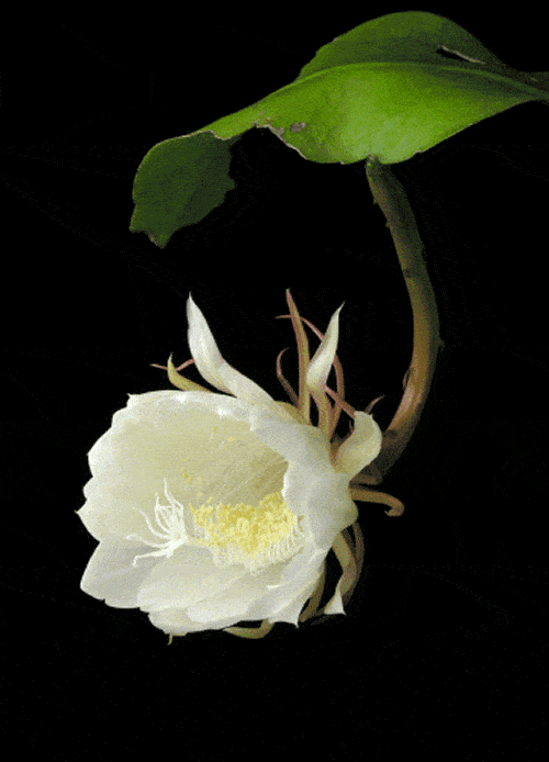 昙花一现,  刹那间的美丽 也能成为永恒 ▲ 外表硬朗的  仙人球 开