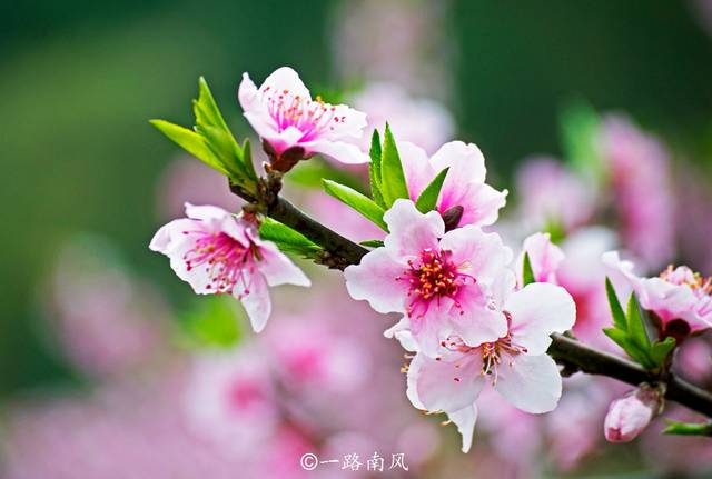 李花淡雅,桃花明艳,朵朵春花妖娆,春天的气息让人感到欣喜,春日的美景