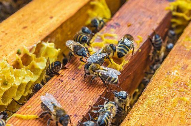 蜜蜂养殖技术|蜜蜂内部构造的六大腺体和五大系统