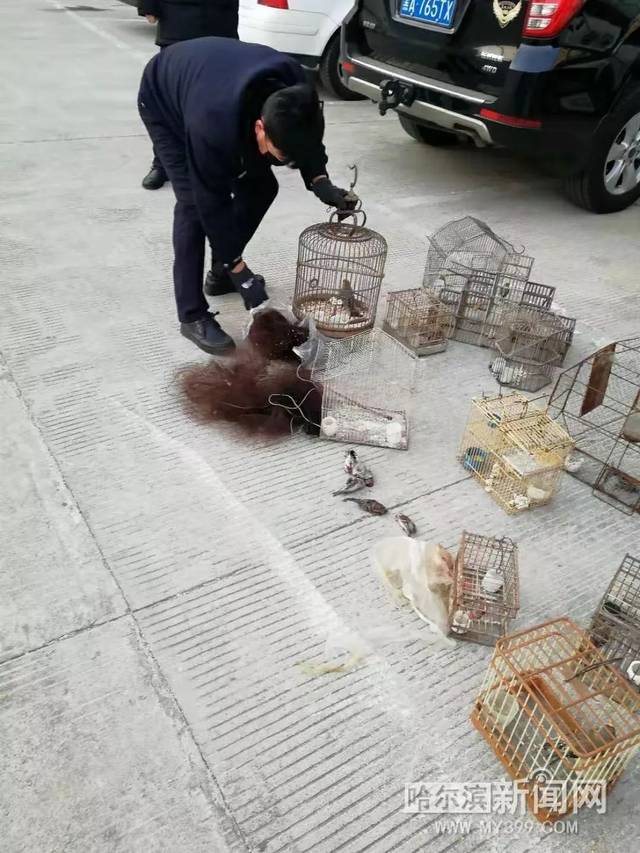 取保候审男子用粘网拍笼猎捕野生鸟被处理