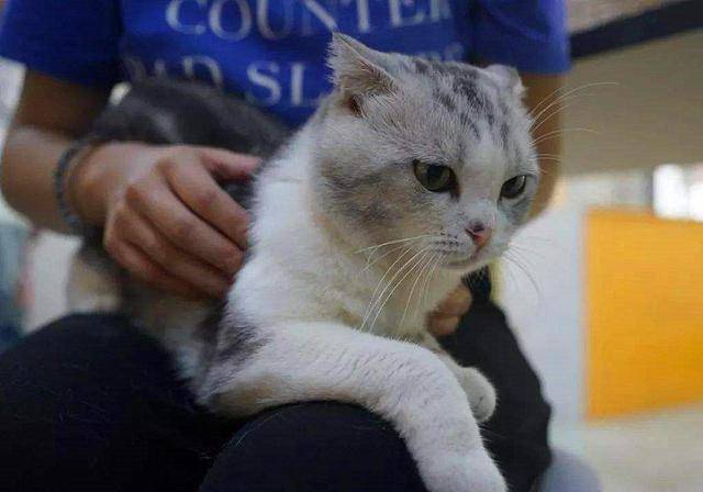 辟谣,猫咪会传染新型冠状病毒?不但不会,它们甚至不被