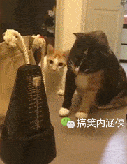 搞笑gif趣图 那些被自闭在家的神操作,闲出屁了真可怕