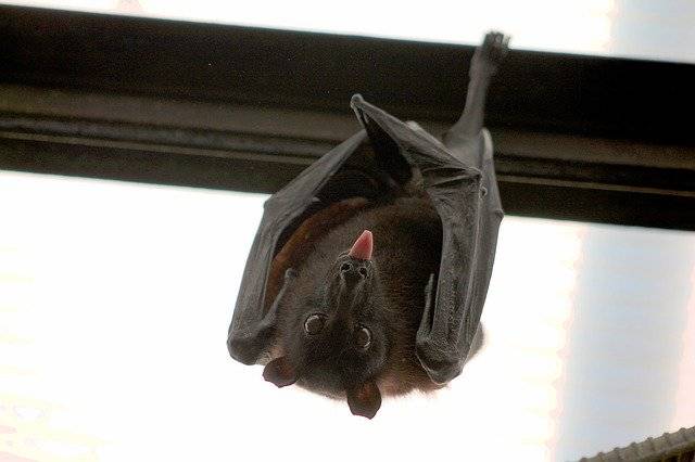 世界上有名的六种毒蝙蝠