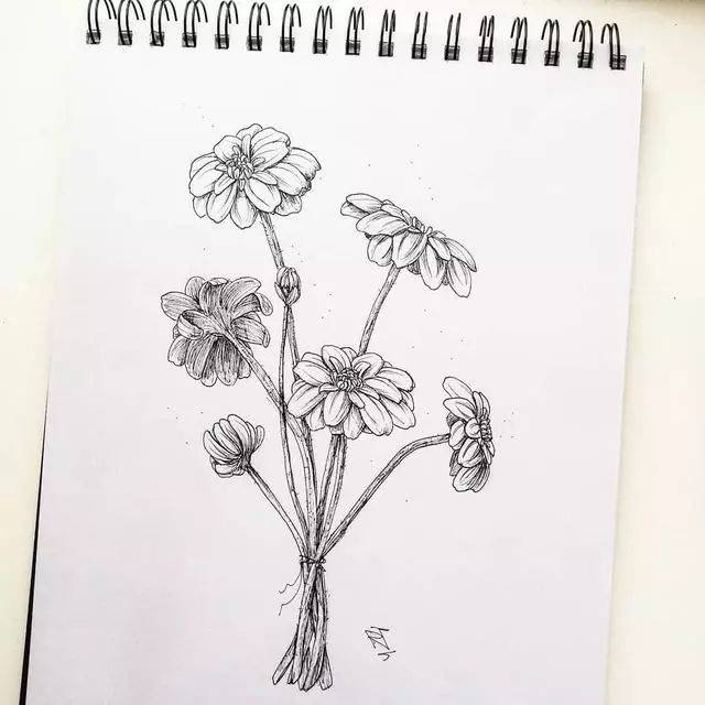 50种植物花卉素材,线描练不好就画它!
