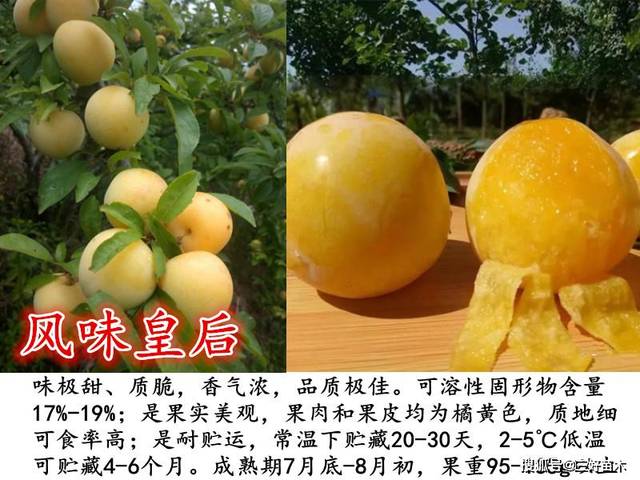 风味玫瑰李子香气浓郁的李子苗新品种