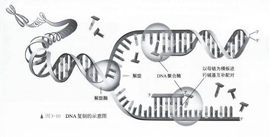 5,密码子表作了一定的修改