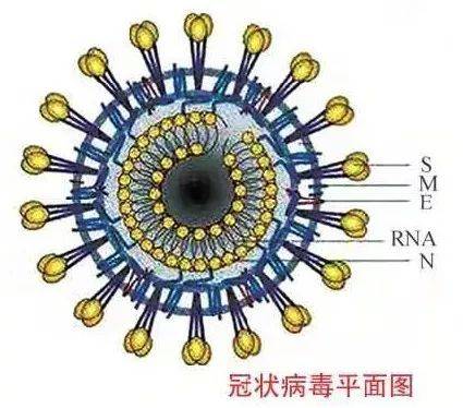 你想知道的冠状病毒科普小知识在这里