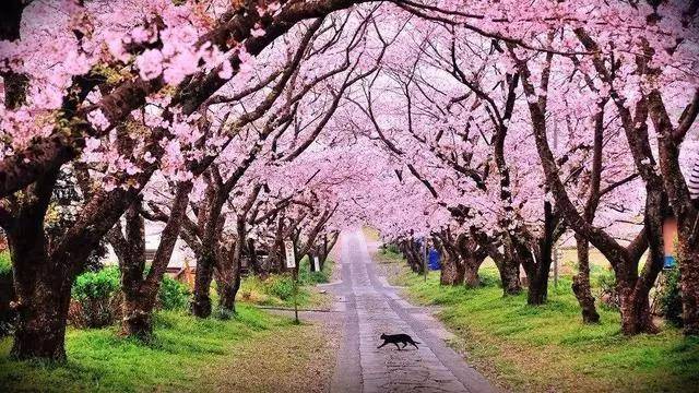 虽然最初武大的樱花为日本军人栽种,那是一段侵略的历史,但从二十八株