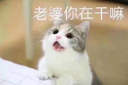 在干嘛系列斗图表情包合集|在干嘛鸭,北鼻