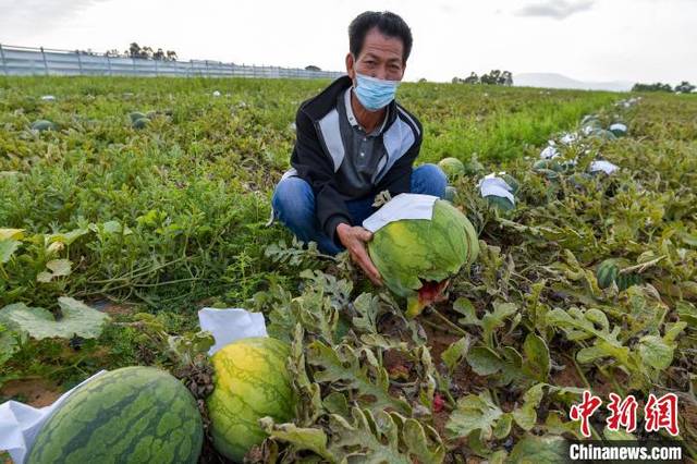 海南冬季瓜菜"销售难"见闻:眼看上百万斤西瓜开始腐烂