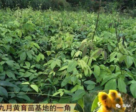 牛卵坨八月瓜高产油茶苗购苗的种植户敬请收藏