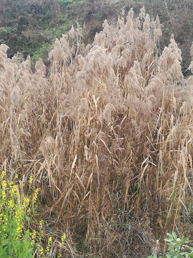 芦苇,古称蒹葭.蒹:未开花的芦苇.葭:初生的芦苇.