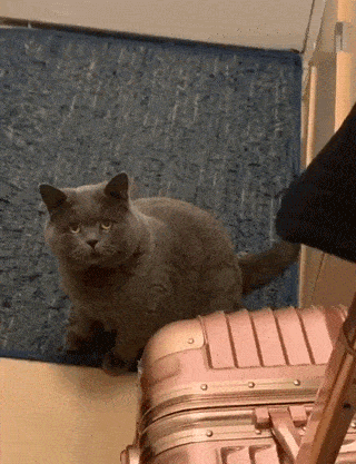 铲屎官出门旅游回来,家里的猫竟然不认识他了