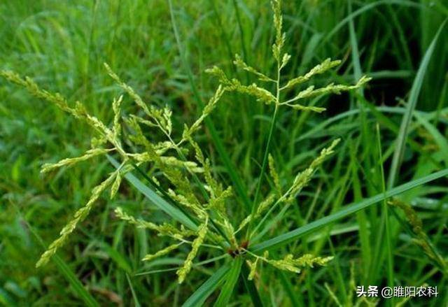 草甘膦都杀不死的几种恶性杂草,用这个除草剂可以轻松