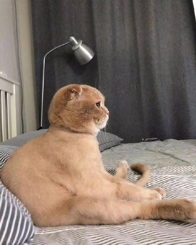 朋友圈配图丨宅在家的你,是不是这样子?