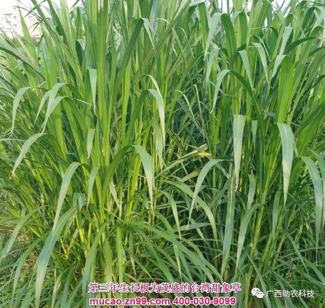 南方养牛羊猪鸡鸭种什么牧草好?