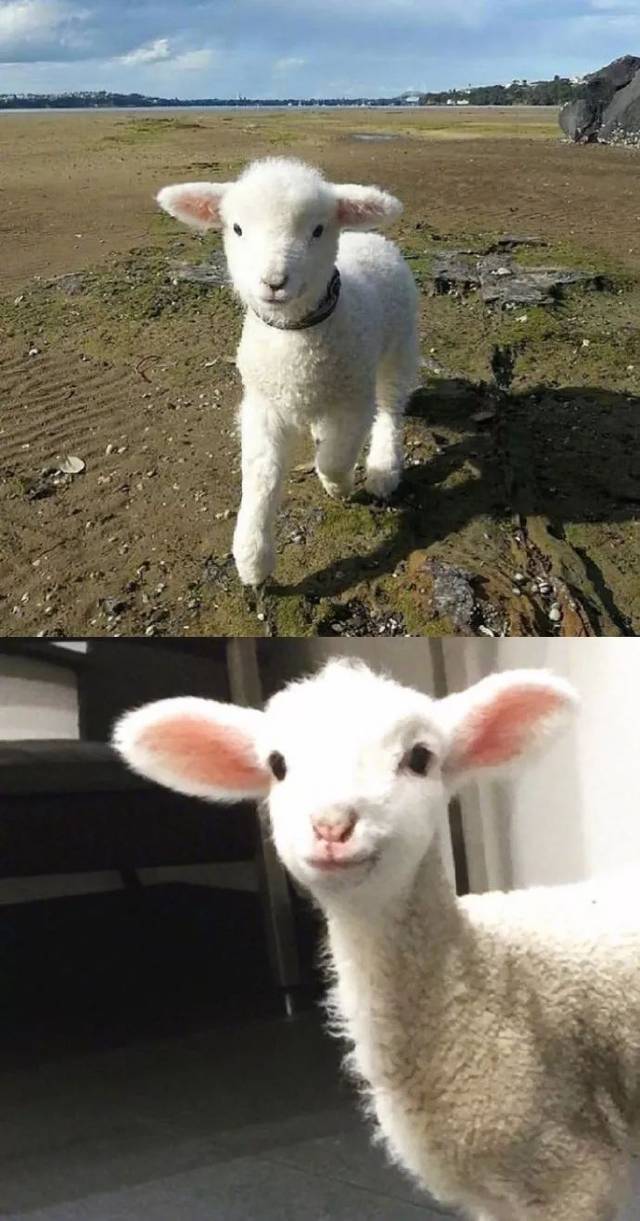 治愈羊羊,太可爱了吧