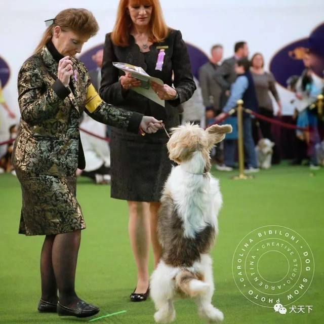 快讯:2020年西敏寺犬展结构展首日战报