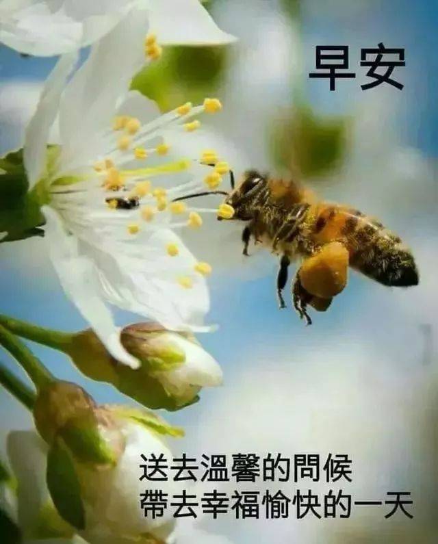 春天最美朋友圈温馨早安问候文字图片 春天早上好最暖