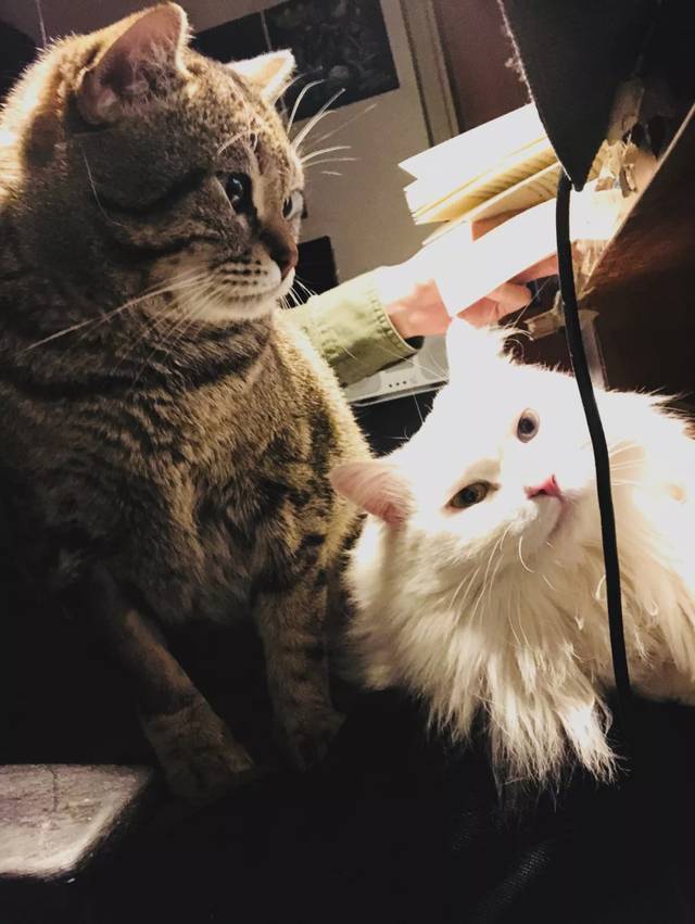疫情下的北漂猫奴:再不从云南回去,猫就死了