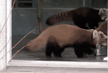 原创搞笑gif趣图:一看妹子就不专业,还穿高跟鞋