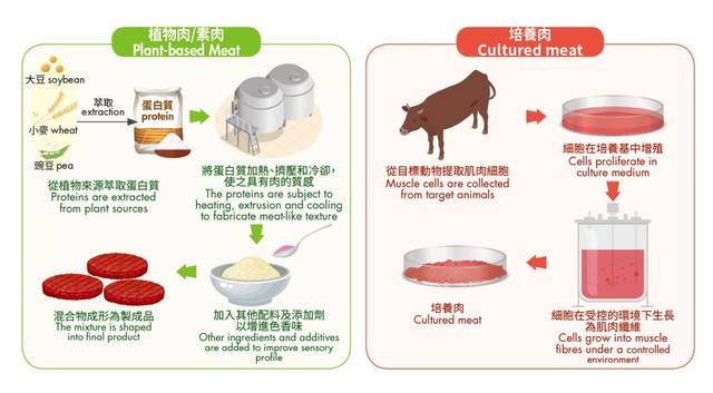 人造肉能否代替动物肉,成为更安全的未来食材?