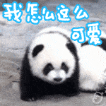 国宝熊猫gif表情包合集