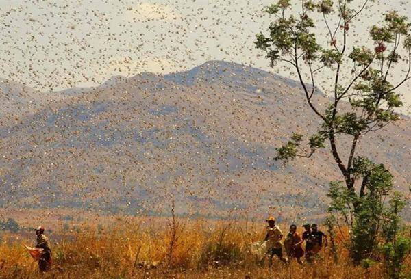 从去年11月份开始,东非遭遇了70年来最严重的蝗虫灾害,fao(联合国粮食